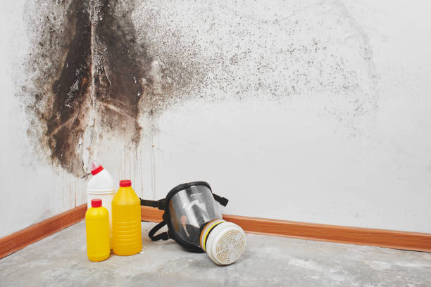 Best Professional Mold Removal  in Reston, VA