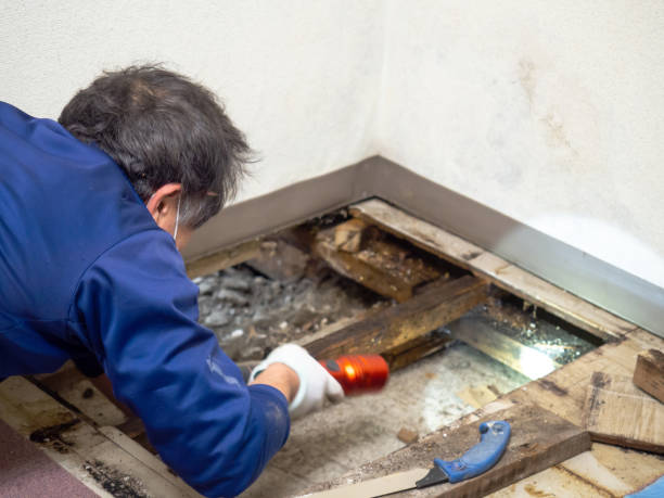 Best Black Mold Removal  in Reston, VA
