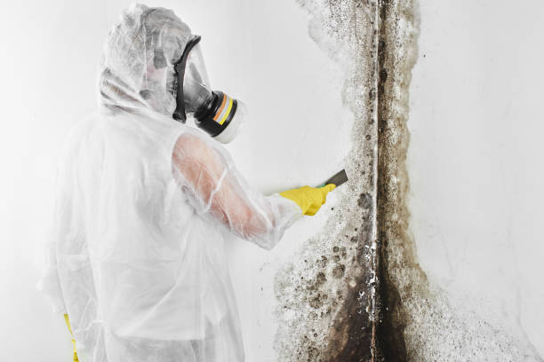 Office Mold Removal Services in Reston, VA