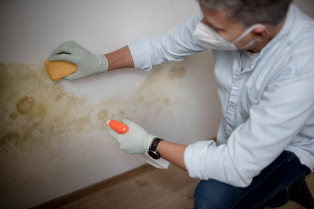Best Mold Testing  in Reston, VA