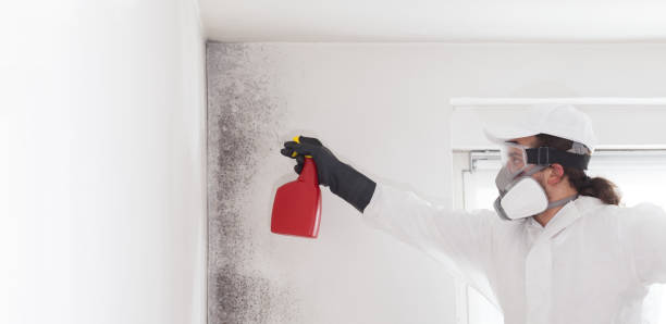 Best Home Mold Removal  in Reston, VA