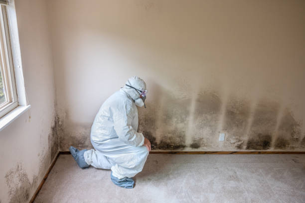 Reliable Reston, VA Mold Removal Solutions