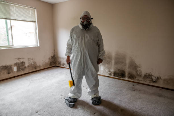 Best Residential Mold Removal  in Reston, VA