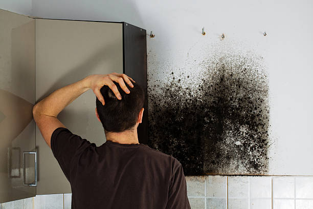 Best Commercial Mold Removal  in Reston, VA
