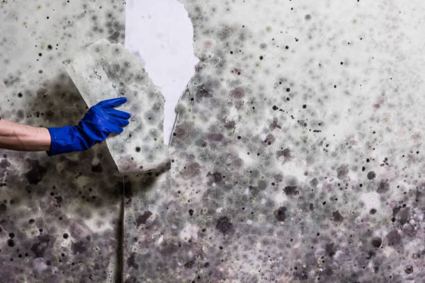 Best Emergency Mold Removal  in Reston, VA