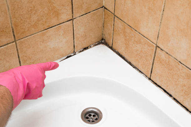 Best Mold Testing  in Reston, VA